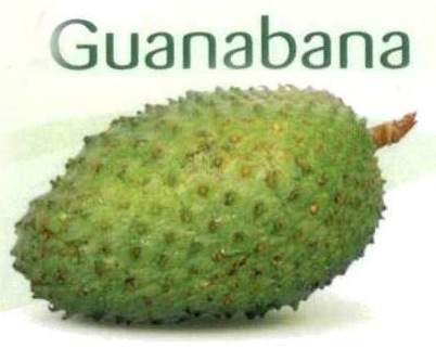 Tropische Früchte, Guanabana. Foto Fruteiro do Brasil, Partner der GroßHandel EIS GmbH