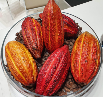 Original Kakaofrüchte mit Fruchtfleisch und Kernen. Geröstete Kakaokerne