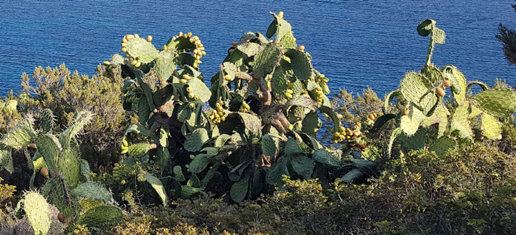 Superfood Kaktusfeigen am Strauch in Sardinien. Eis & Gelati Kaktusfeige Variegato