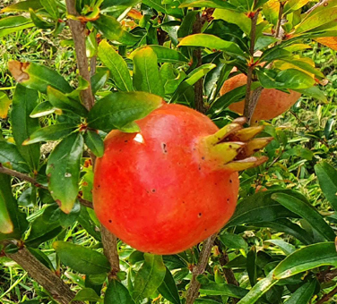 Granatapfel am Granatapfelbaum. Eis & Gelati Granatapfelpüree. Fruchtpüree Granatapfel für die Herstellung von Speiseeis und Konditoreiprodukten