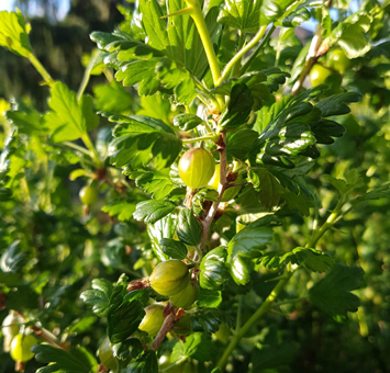 Stachelbeeren als Grundstoff Stachelbeerenpüree Eis & Gelati. Fruchtpüree für Speiseeis. GroßHandel Eis GmbH