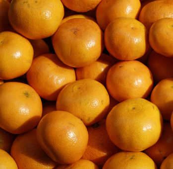 Eis & Gelati Eisprodukte für die Eisdiele und Konditorei. Fruchteispaste Mandarine.