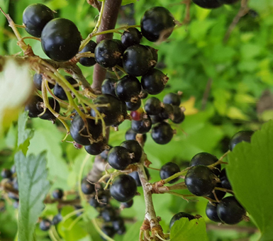 Schwarze Johannisbeeren als Eis. Fruchtpüree für Zubereitungen mit Schwarzen Johannisbeeren