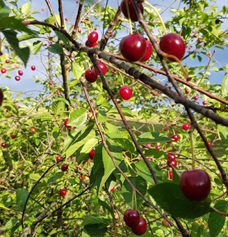 Reife Weischseln / Sauerkirschen am Weichselbaum / Sauerkirschenbaum. GroßHandel Eis GmbH