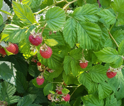 Himbeerstrauch mit Himbeeren und Himbeerblätter. GroßHandel Eis GmbH