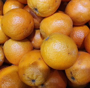 Eis & Gelati Eisprodukte für die Eisdiele und Konditorei. Fruchteispaste Orangen.