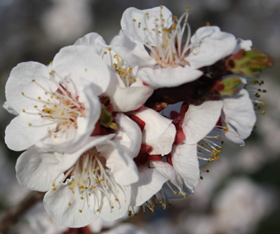 Marillenblüten. Bild: GroßHandel EIS GmbH