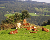 Eis, Speiseeis und die Grundzutaten wie frische Milch