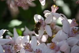 Kit_Val_Bianca.Mit_dem_Duft_des_Fruehlings_und_den_Fruechten_des_Herbstes.Bei_GrossHandel_EIS_GmbH.