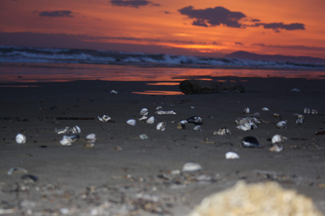 Muschelstrand in Rimini. Nach der Flut, vor der Eismesse Sigep Rimini. Foto GroßHandel Eis GmbH