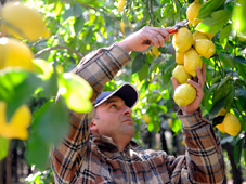 Zitronenernte. Sorrento Zitronen für die Verarbeitung von original Limoncello werden mit der Hand geerntet. GroßHandel EIS GmbH