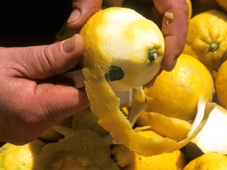 Sorrento Limonen werden schonend von der wertvollen Schale befreit und in einem Kessel zu original Limoncello Sorrento